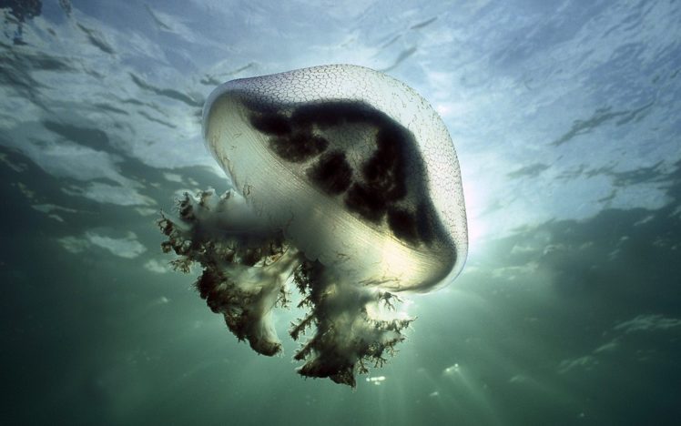 animals, Jellyfish, South, Australia, Stinger HD Wallpaper Desktop Background
