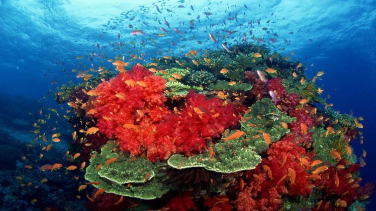 ocean, South, Coral, Tropical, Fish, Pacific HD Wallpaper Desktop Background
