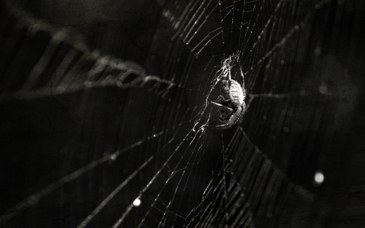 insects, Spiders, Spider, Webs Wallpaper