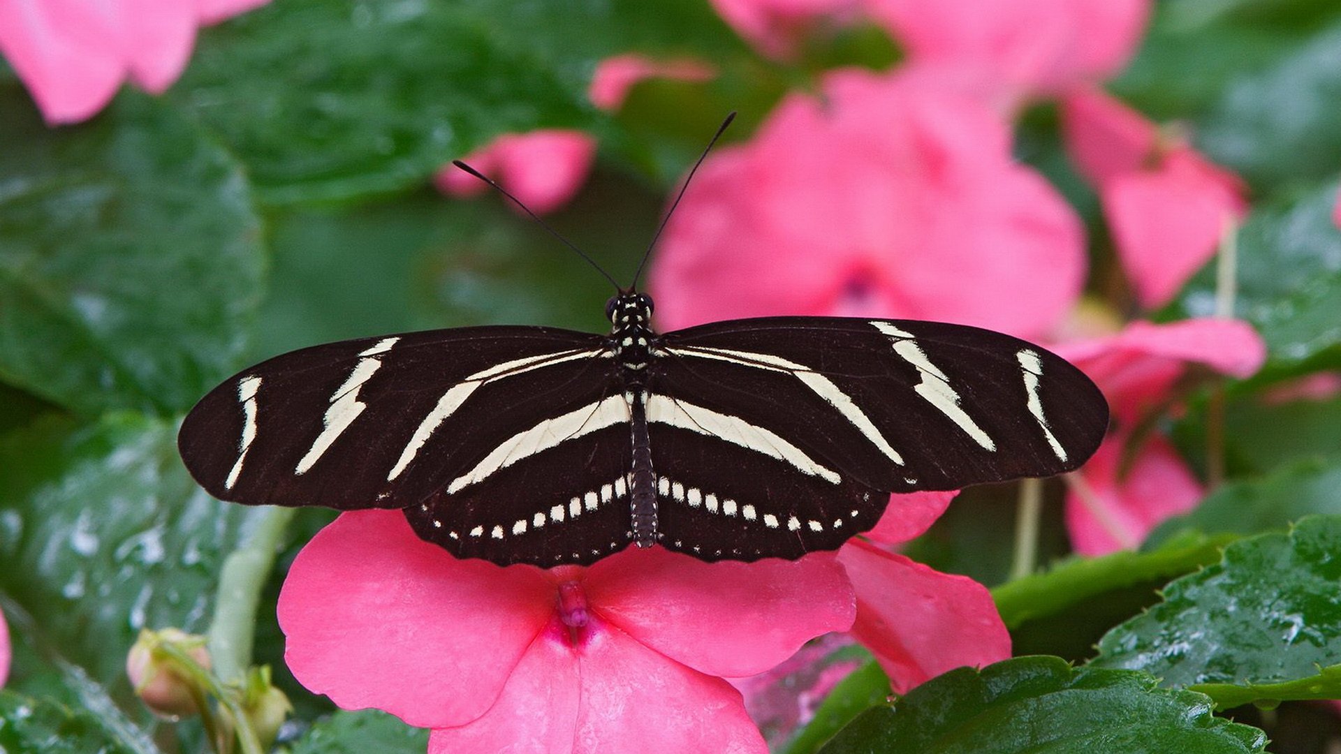 insects, Pink, Flowers, Butterflies Wallpaper