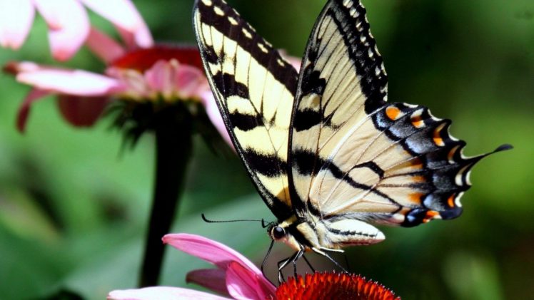nature, Butterflies HD Wallpaper Desktop Background