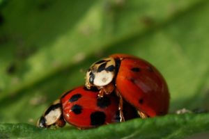 nature, Insects, Ladybirds