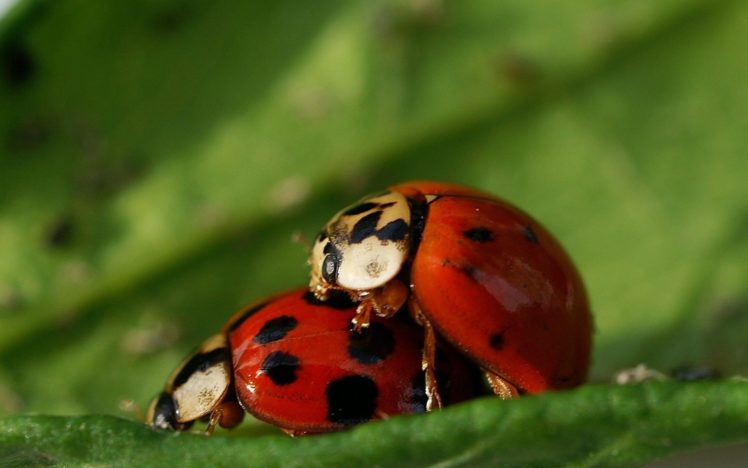 nature, Insects, Ladybirds HD Wallpaper Desktop Background