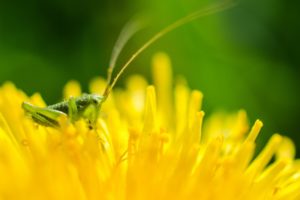 nature, Flowers, Insects, Macro, Yellow, Flowers