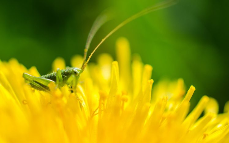 nature, Flowers, Insects, Macro, Yellow, Flowers HD Wallpaper Desktop Background