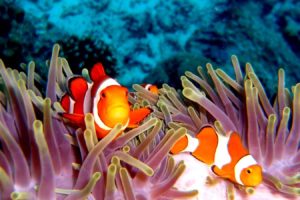 clownfish, Sea, Anemones, Tropical, Animals, Fishes, Reef, Coral, Ocean, Sea, Sealife, Life, Underwater, Water, Stipes, Pattern