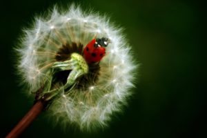 flowers, Insects, Dandelions, Ladybirds