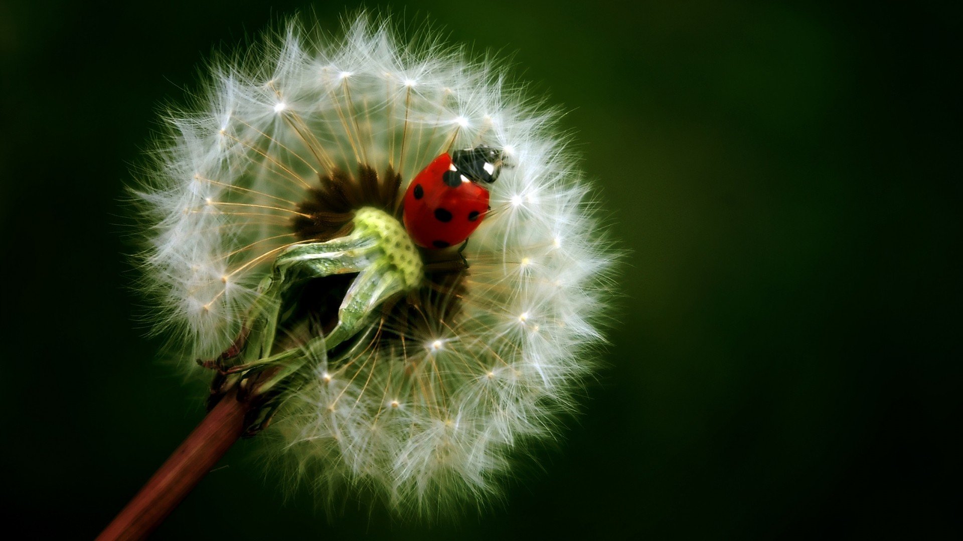 flowers, Insects, Dandelions, Ladybirds Wallpaper