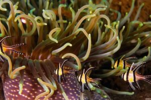 anemones, Animals, Fishes, Tropical, Sealife, Sea, Life, Underwater, Ocean, Sea, Color
