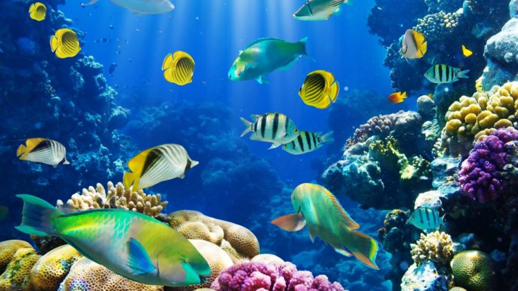 nature, Fish, Coral, Reef, Exotic HD Wallpaper Desktop Background