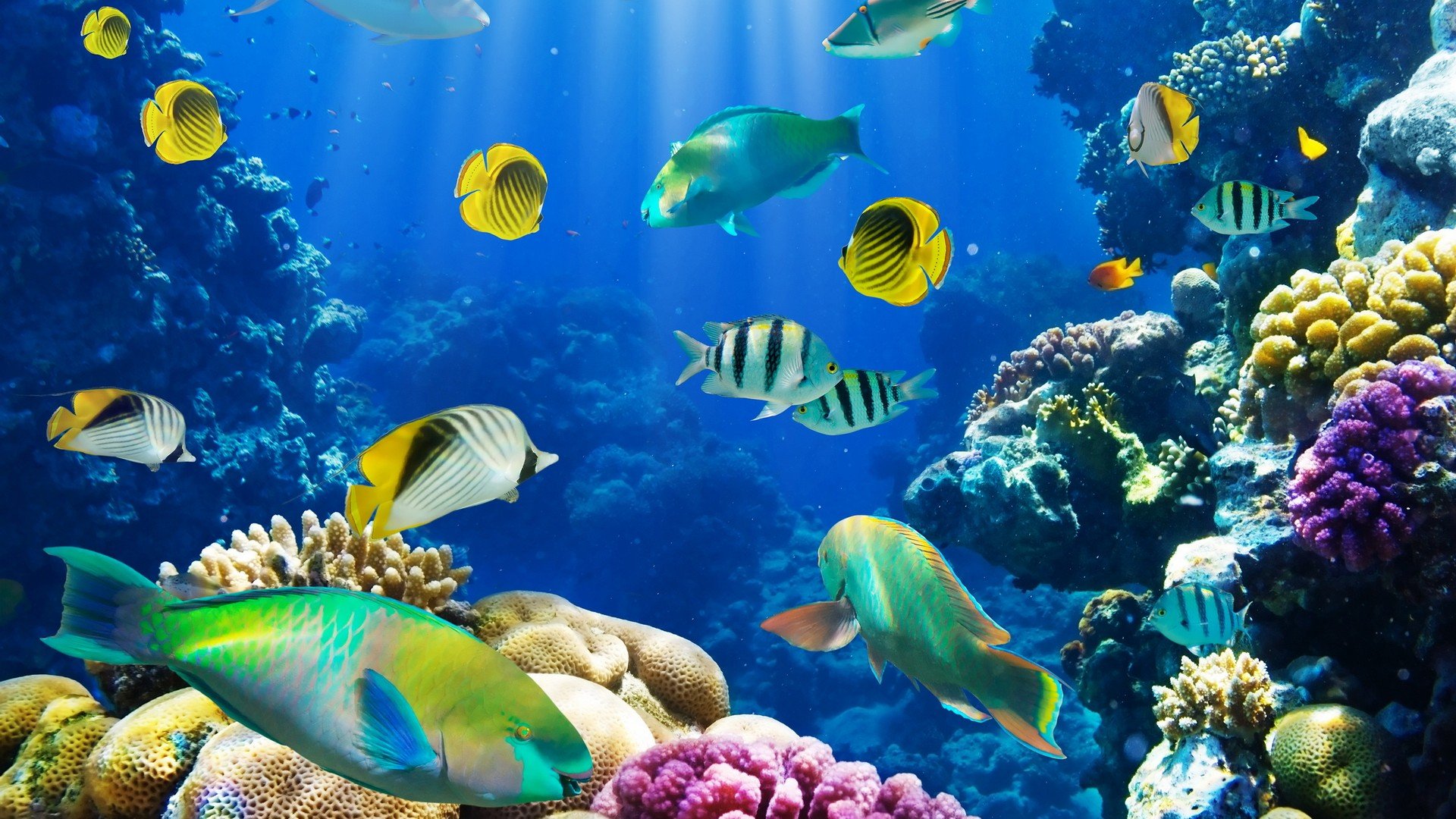 nature, Fish, Coral, Reef, Exotic Wallpaper