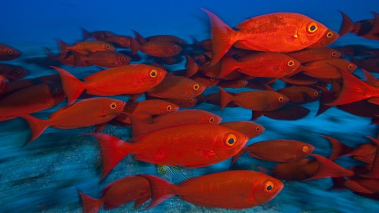 animals, Fishes, Tropical, Red, Color, Eyes, Underwater, Sea, Ocean, Water HD Wallpaper Desktop Background