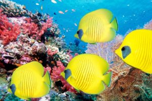 animals, Fishes, Ocean, Sea, Life, Tropical, Underwater, Water, Color, Yellow, Bright, Reef, Coral, Eyes