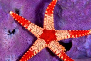 starfish, Underwater