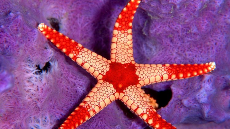 starfish, Underwater HD Wallpaper Desktop Background