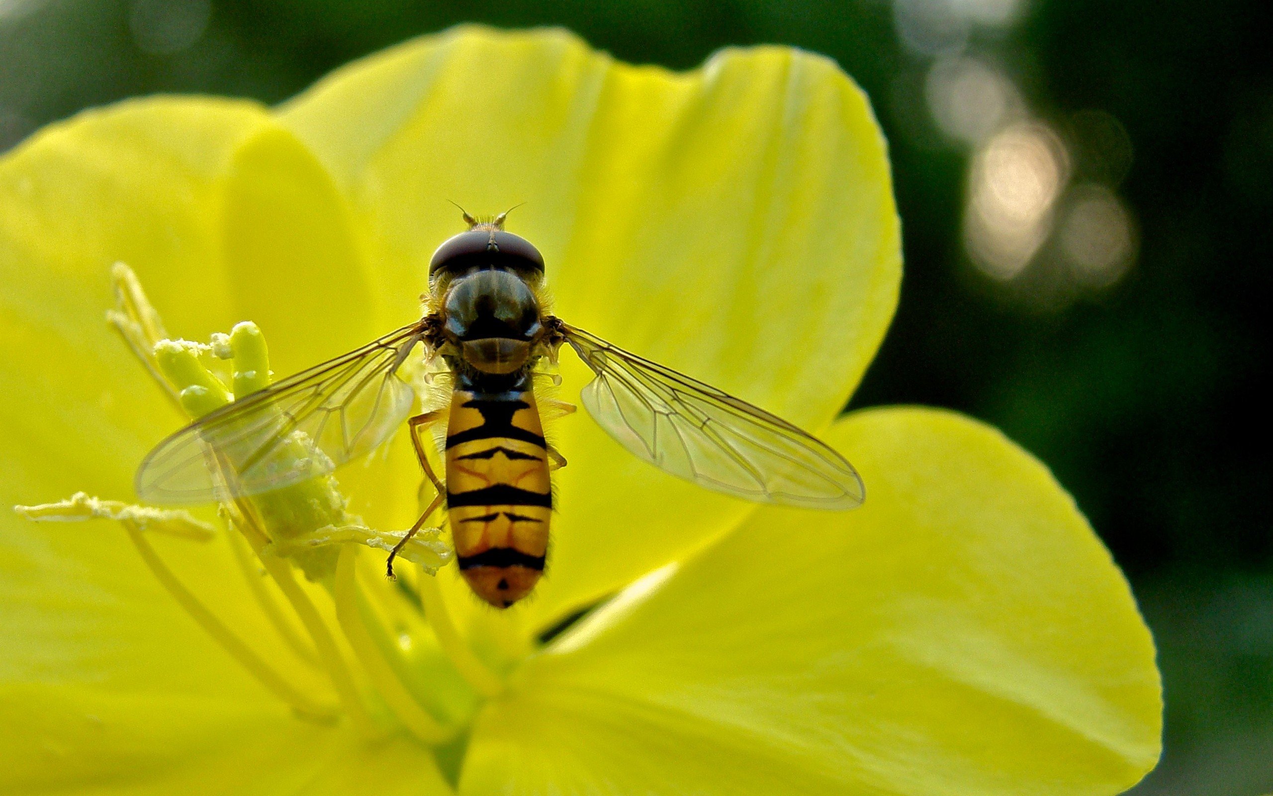 flowers, Bees Wallpaper