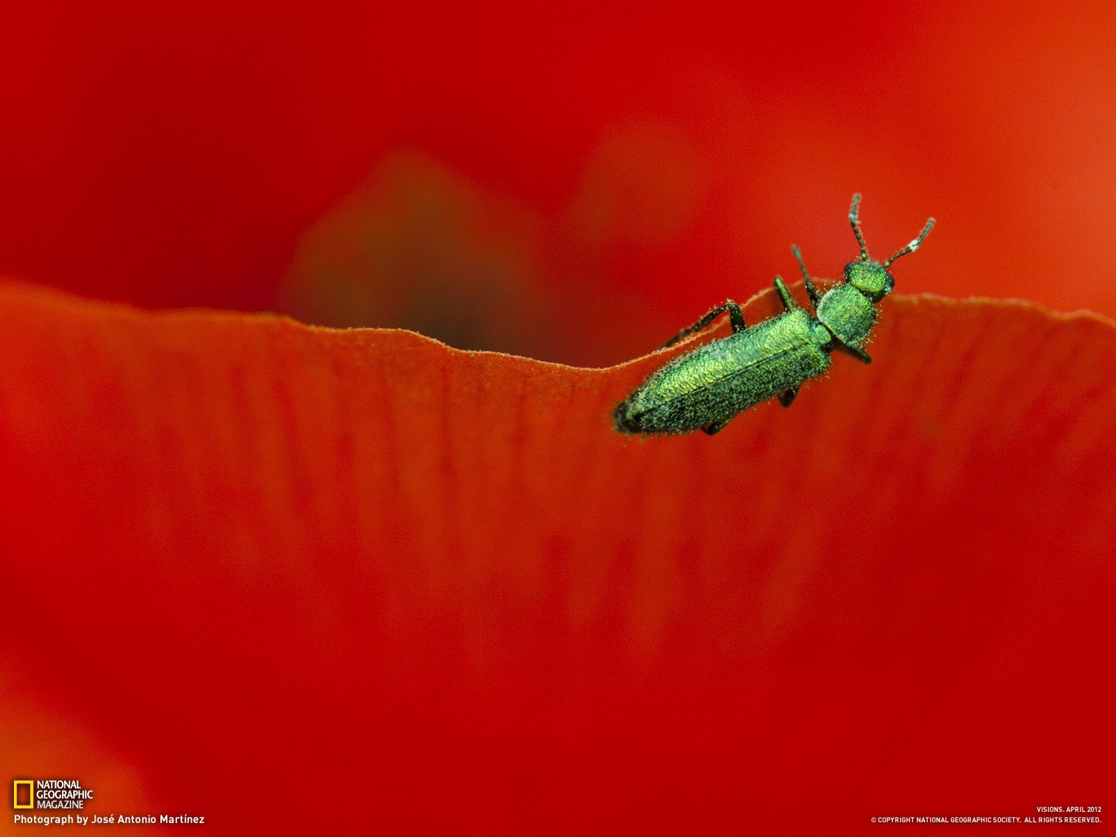 flowers, Insects, Leaves, Macro Wallpaper