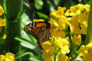 nature, Flowers, Animals, Insects, Plants, Butterflies