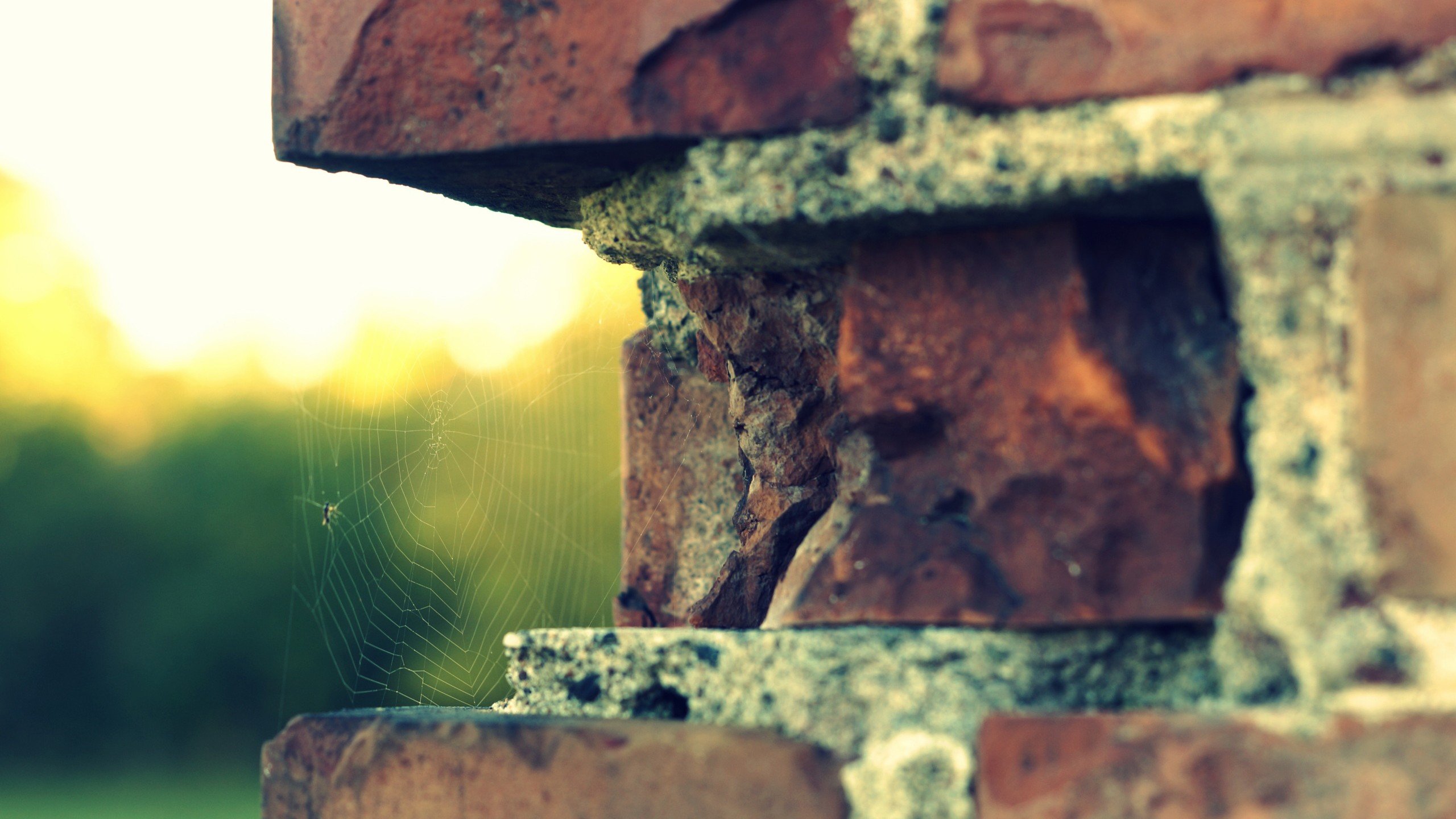 bricks, Spider, s Wallpapers HD / Desktop and Mobile Backgrounds