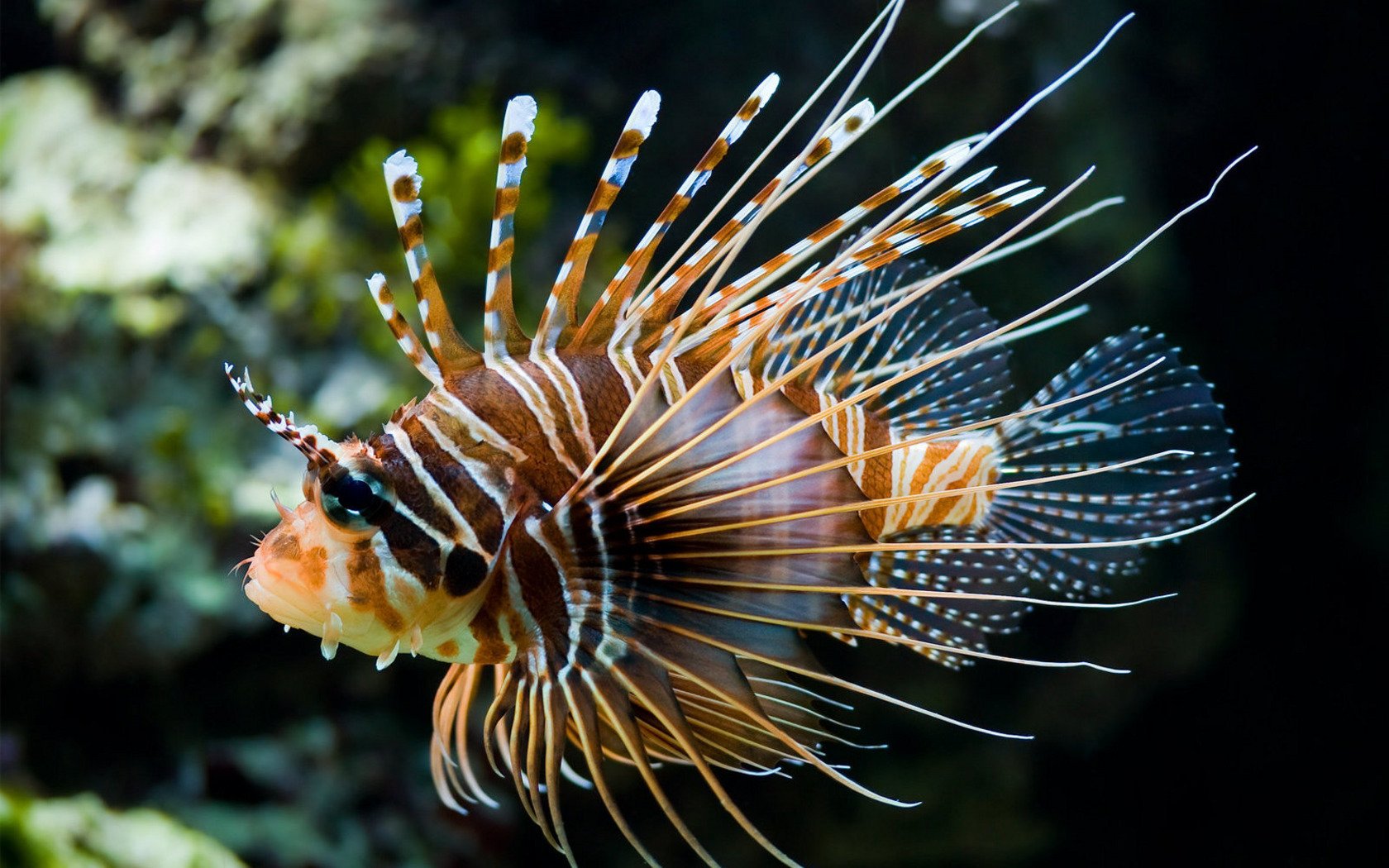 fish, Lionfish Wallpaper