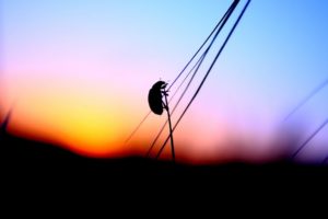 sunset, Insects, Silhouettes, Blurred, Ladybirds, Stalks