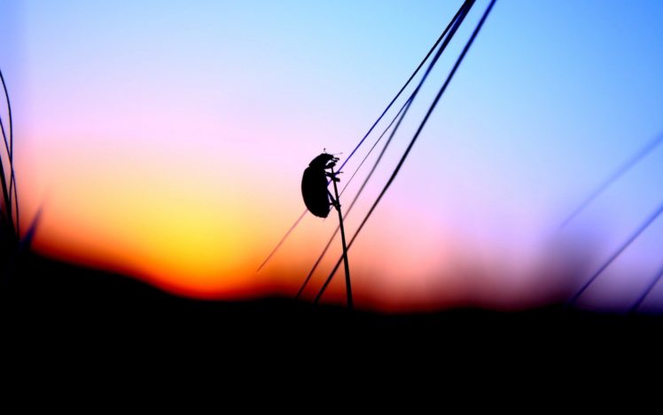 sunset, Insects, Silhouettes, Blurred, Ladybirds, Stalks HD Wallpaper Desktop Background