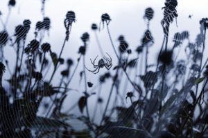 creepy, Insects, Plants, Monochrome, Spiders, Spider, Webs