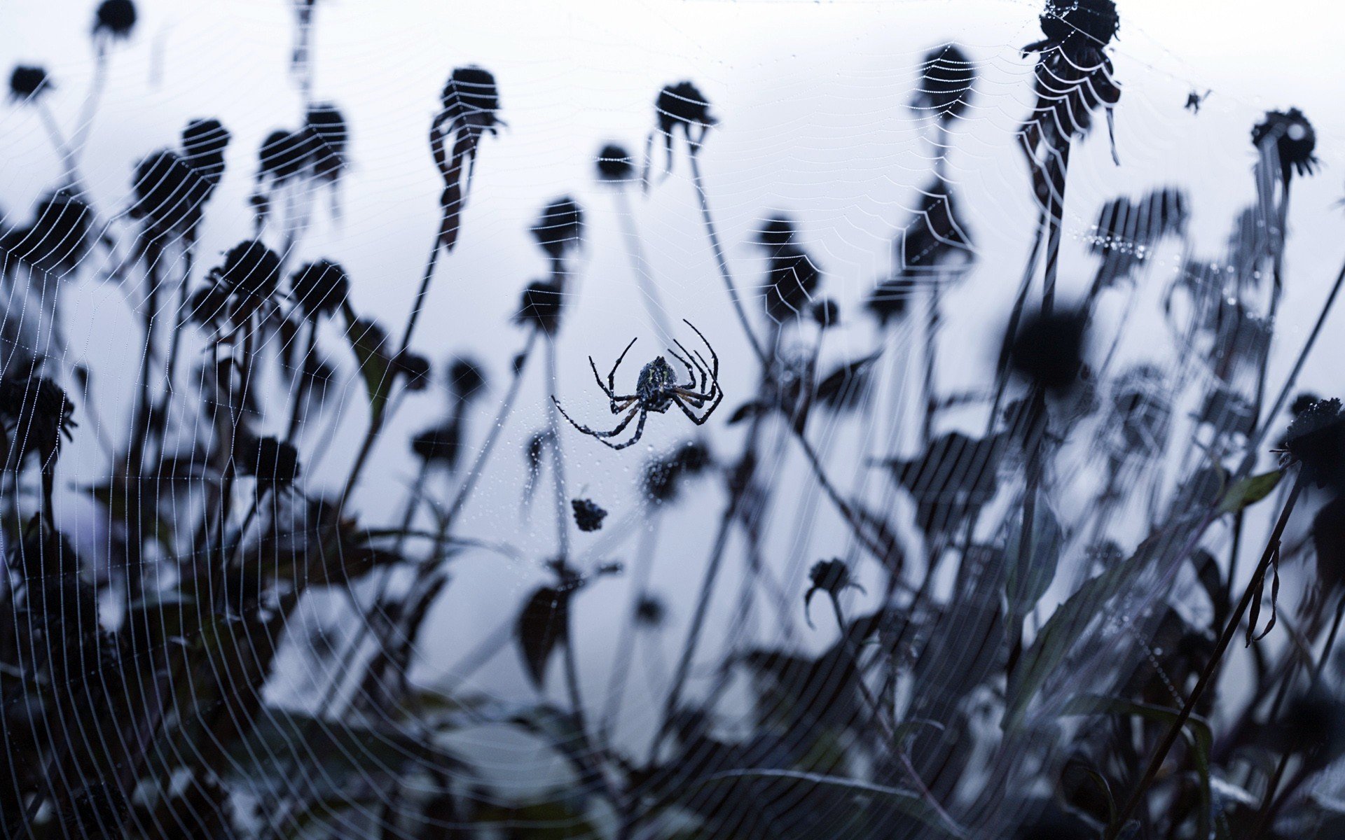 creepy, Insects, Plants, Monochrome, Spiders, Spider, Webs Wallpaper