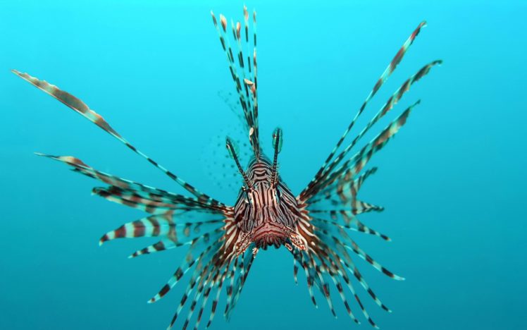 lionfish, Animals, Fishes, Underwater, Sea, Ocean, Tropical, Water, Swim, Fins HD Wallpaper Desktop Background