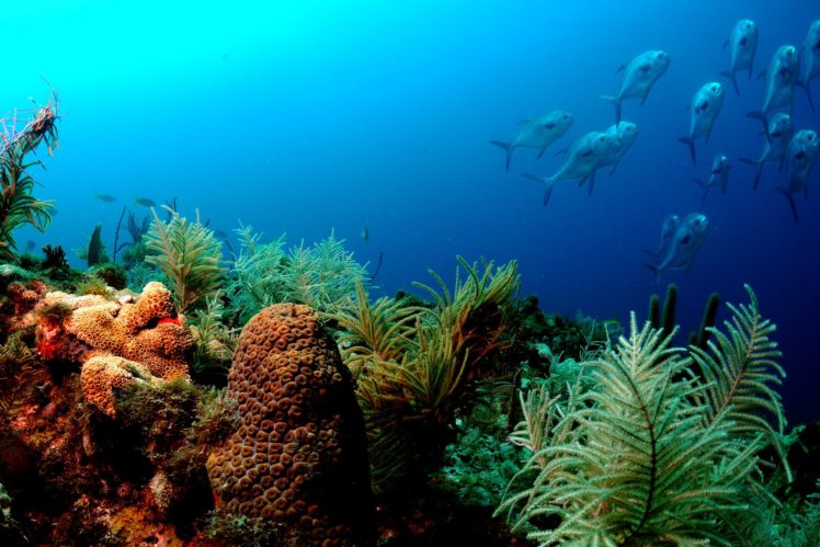 animals, Fishes, Underwater, Reef, Coral, Color, Sea, Ocean, Tropical, Plants HD Wallpaper Desktop Background