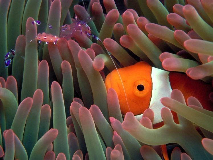 clownfish, Sea, Anemones, Underwater, Ocean, Color, Life, Tropical, Reef, Eyes, Stare, Face, Contrast HD Wallpaper Desktop Background