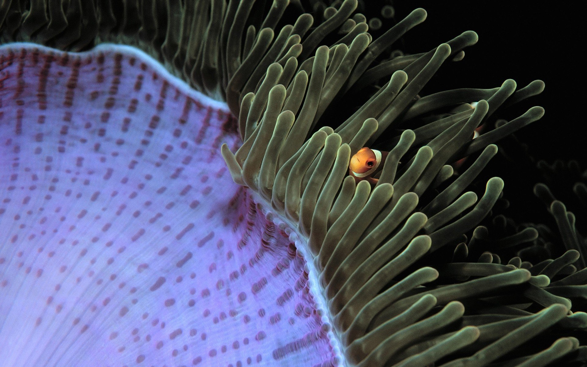 animals, Fish, Malaysia, Clownfish, Sea, Anemones Wallpaper