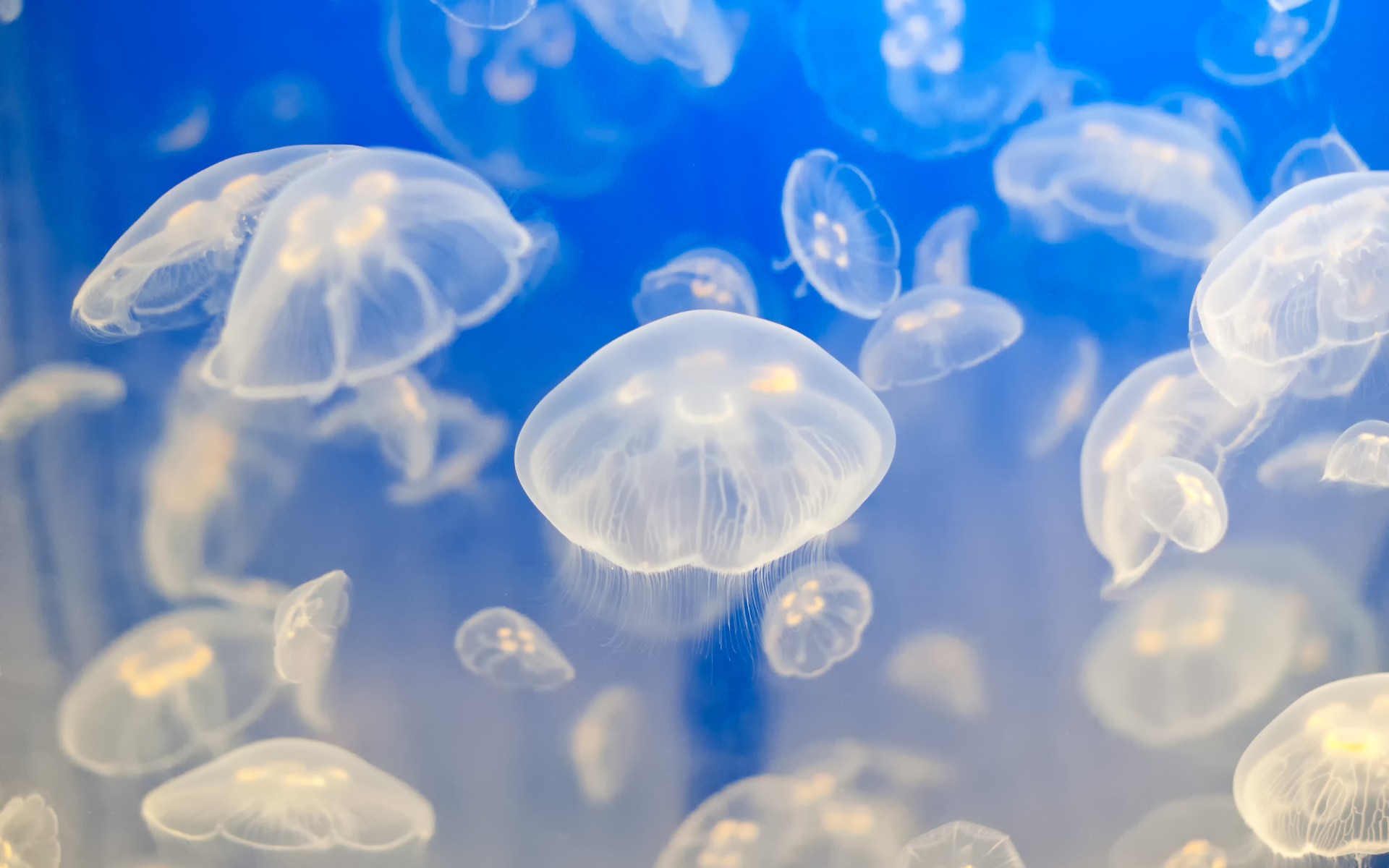 animals, Jellyfish, Fishes, Underwater, Tropical, Ocean, Sea, Water, Sea, Life Wallpaper