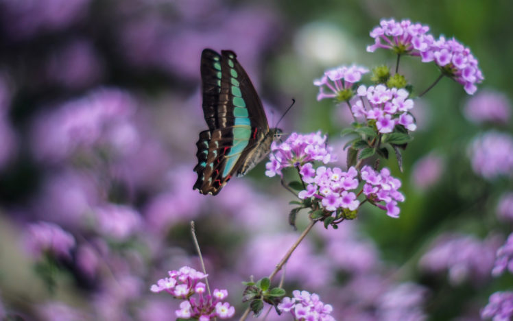 animals, Insects, Butterfly, Flowers, Nature, Wildlife, Purple, Macro, Wings HD Wallpaper Desktop Background