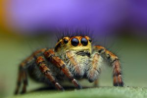 animals, Insect, Spiders, Eyes, Macro