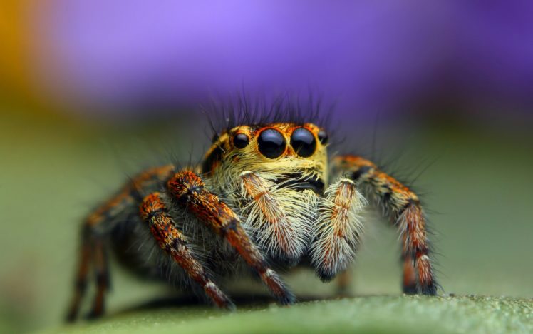 animals, Insect, Spiders, Eyes, Macro HD Wallpaper Desktop Background