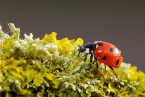 nature, Animals, Ladybird, Ladybug, Bugs, Close, Up, Moss