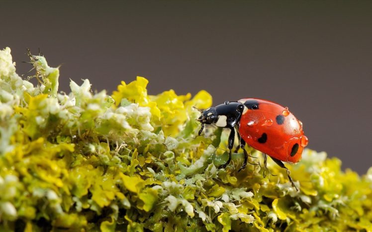 nature, Animals, Ladybird, Ladybug, Bugs, Close, Up, Moss HD Wallpaper Desktop Background