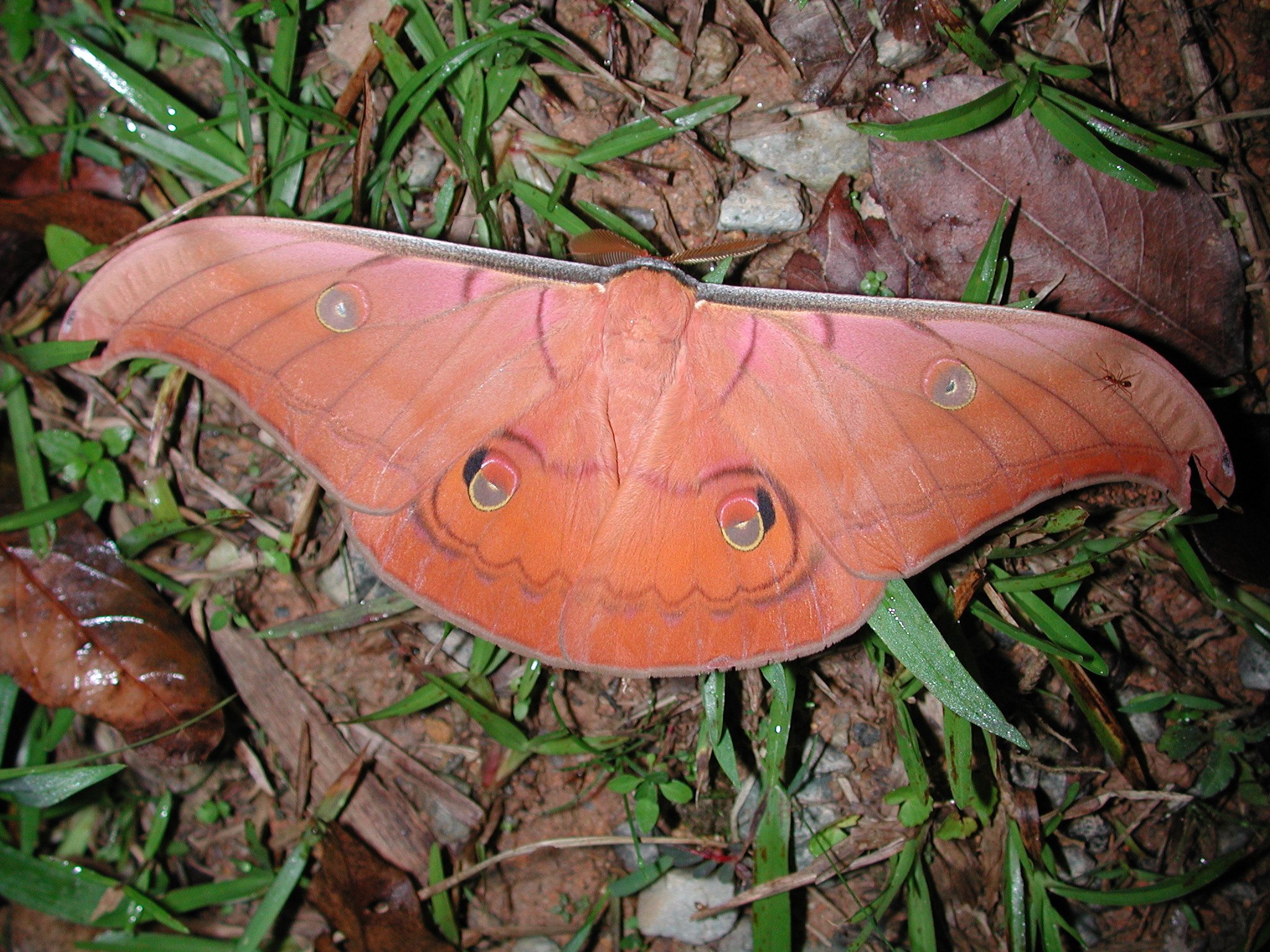 insects, Moth Wallpaper