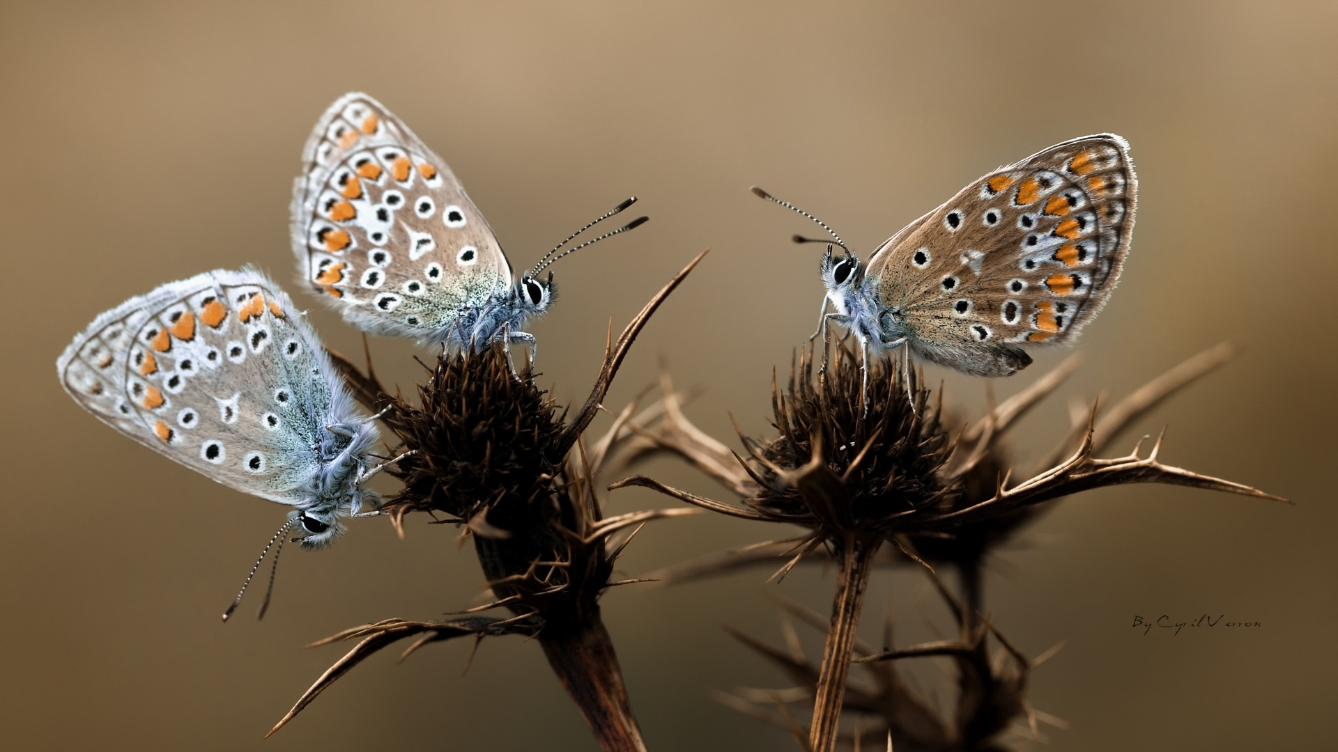 animals, Insect, Butterfly, Nature, Macro, Close, Up Wallpaper