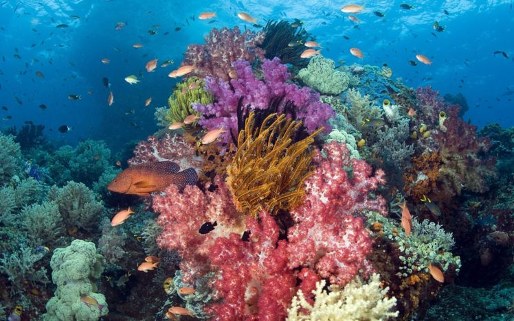 nature, Animals, Fishes, Tropical, Underwater, Coral, Reef, Ocean, Sea, Sunlight, Color HD Wallpaper Desktop Background