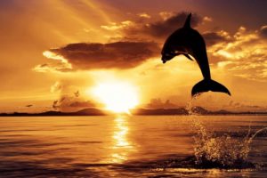 sunset, Ocean, Dolphins, Jump