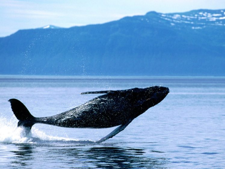 ocean, Jumping, Whales HD Wallpaper Desktop Background