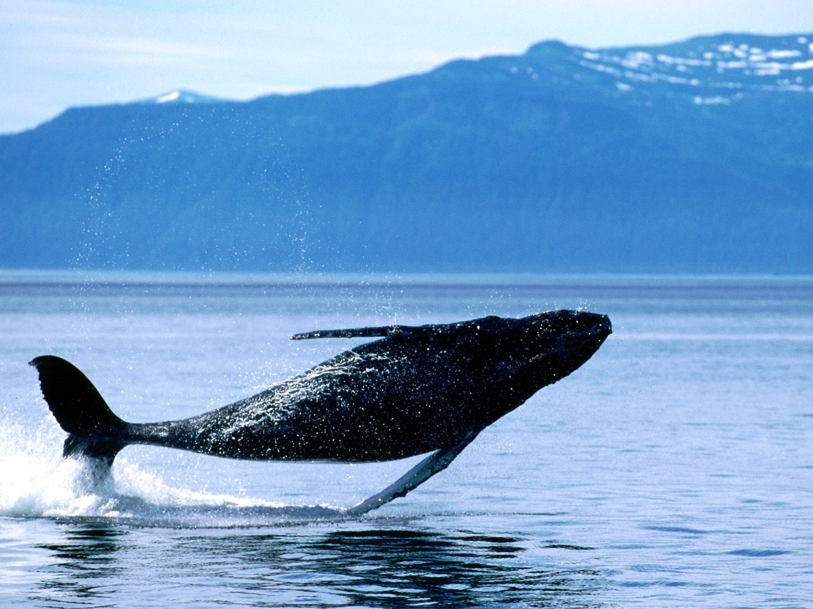 ocean, Jumping, Whales Wallpaper