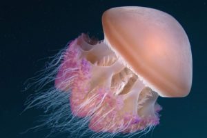 jellyfish, Sea, Ocean, Underwater