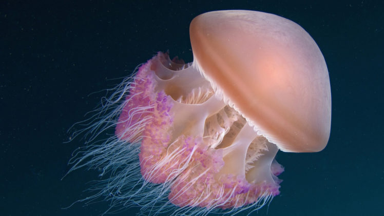 jellyfish, Sea, Ocean, Underwater HD Wallpaper Desktop Background