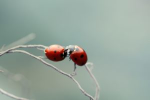 ladybugs, Love, Couple
