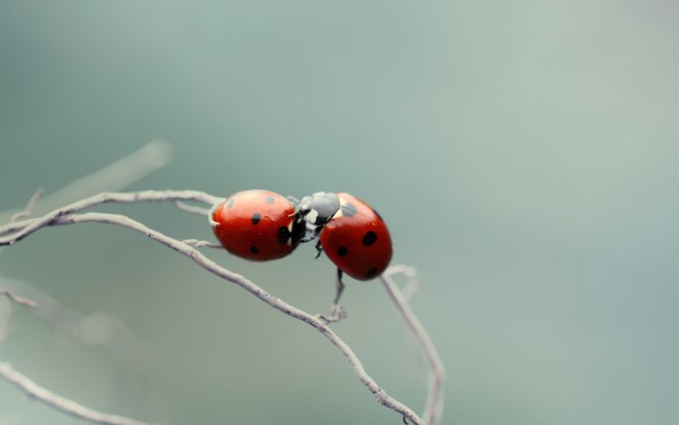 ladybugs, Love, Couple HD Wallpaper Desktop Background