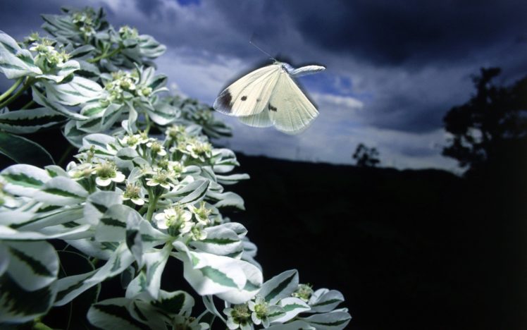 nature, White, Butterflies HD Wallpaper Desktop Background