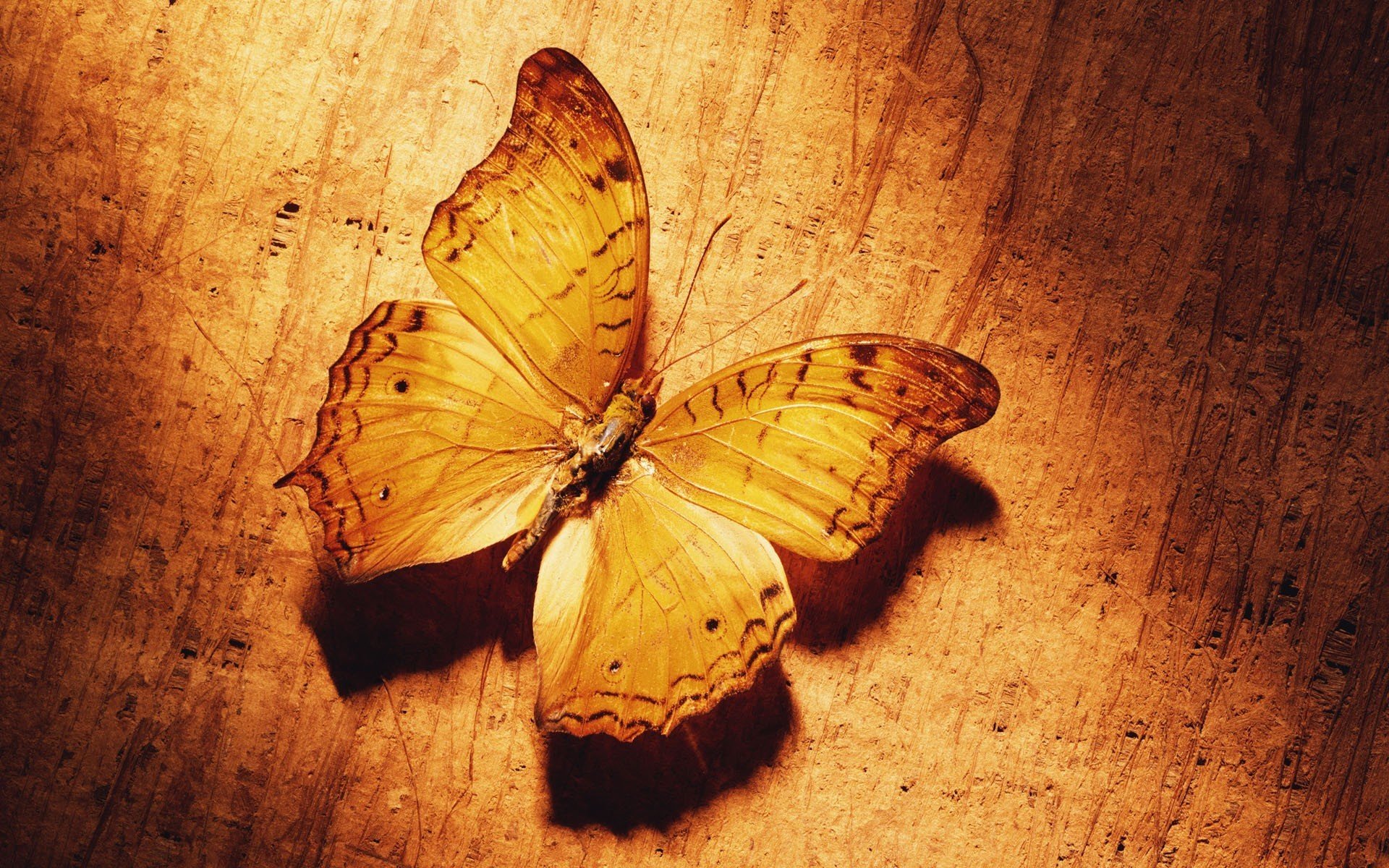 nature, Insects, Butterflies Wallpaper